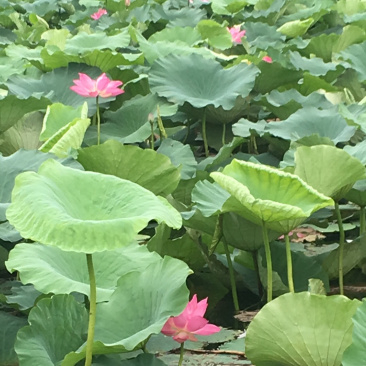 野生荷叶上万亩欢迎老板收够