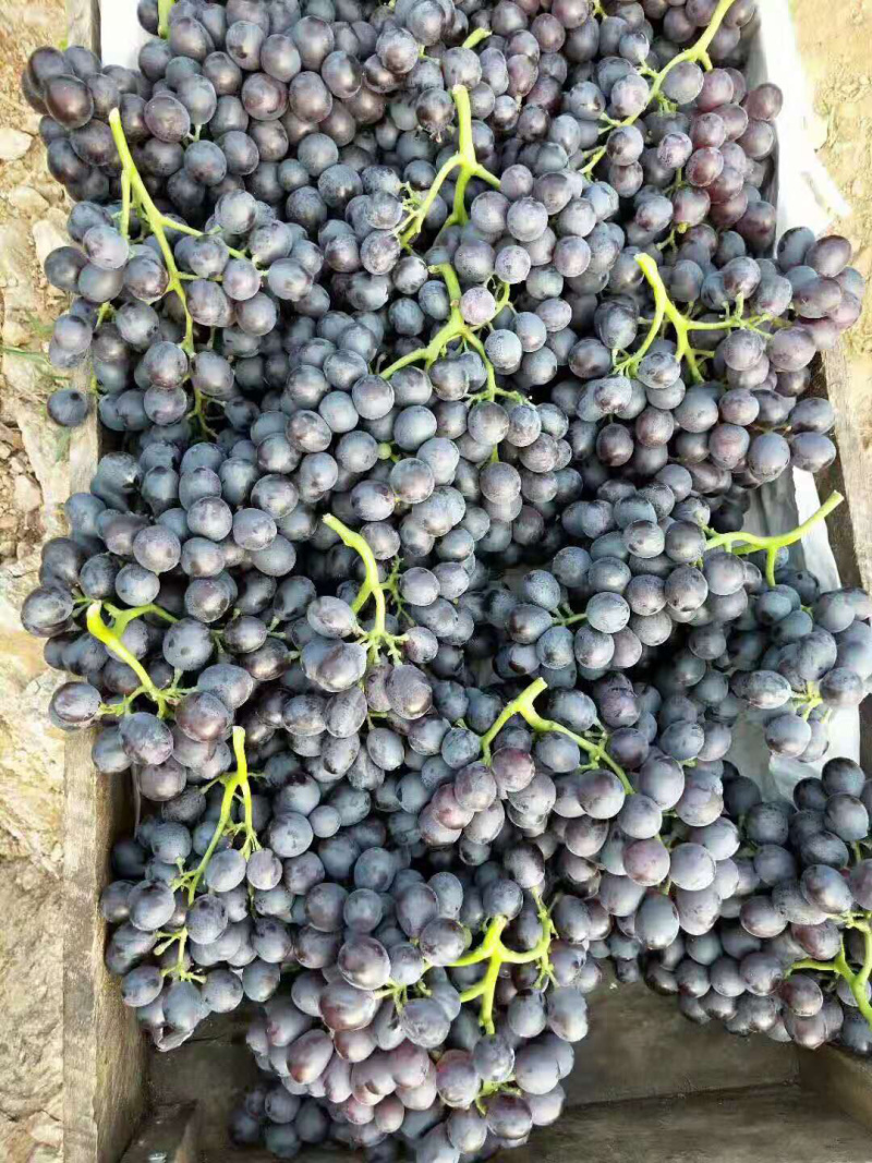 玫瑰香葡萄🍇🍇🍇葡萄香甜可口粒大饱满欢迎来选购