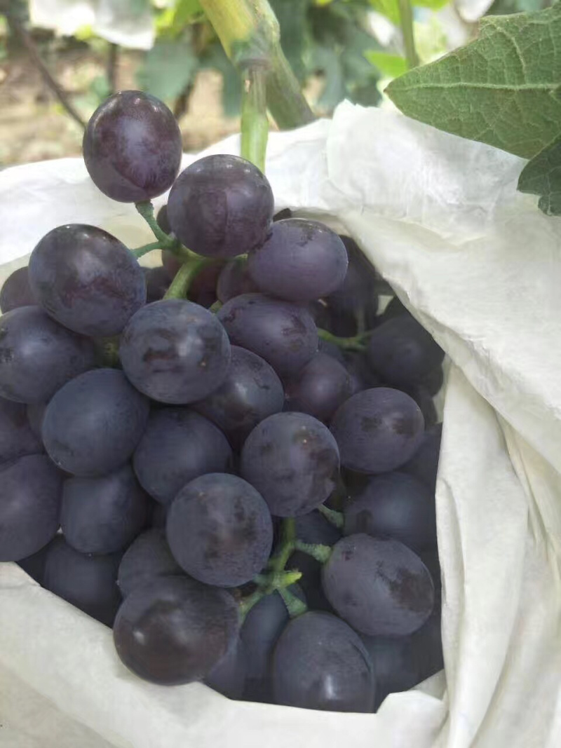 玫瑰香葡萄🍇🍇🍇葡萄香甜可口粒大饱满欢迎来选购