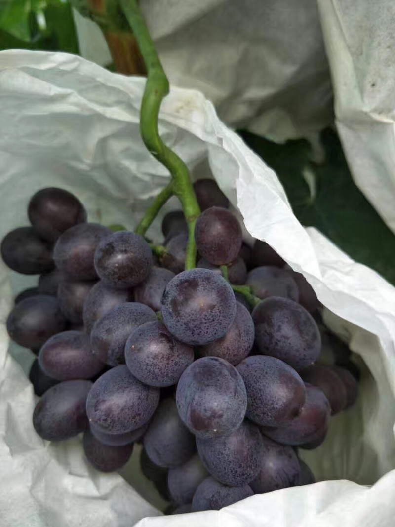 玫瑰香葡萄🍇🍇🍇葡萄香甜可口粒大饱满欢迎来选购