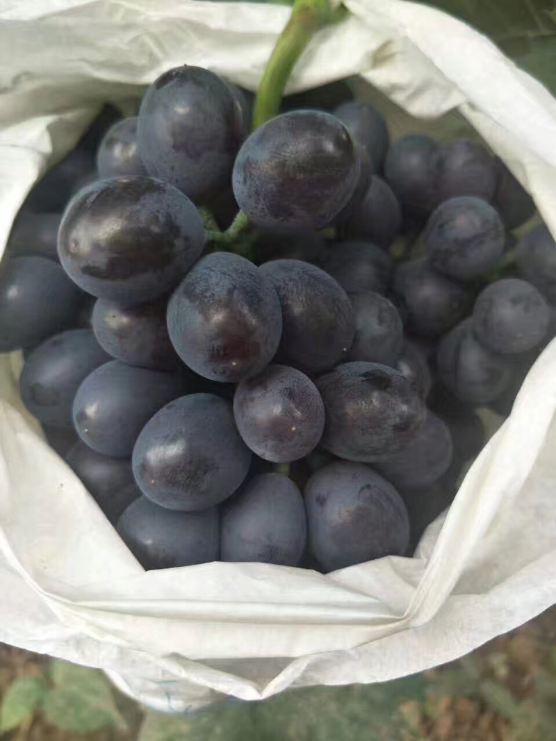 玫瑰香葡萄🍇🍇🍇葡萄香甜可口粒大饱满欢迎来选购