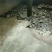 本地塘角鱼