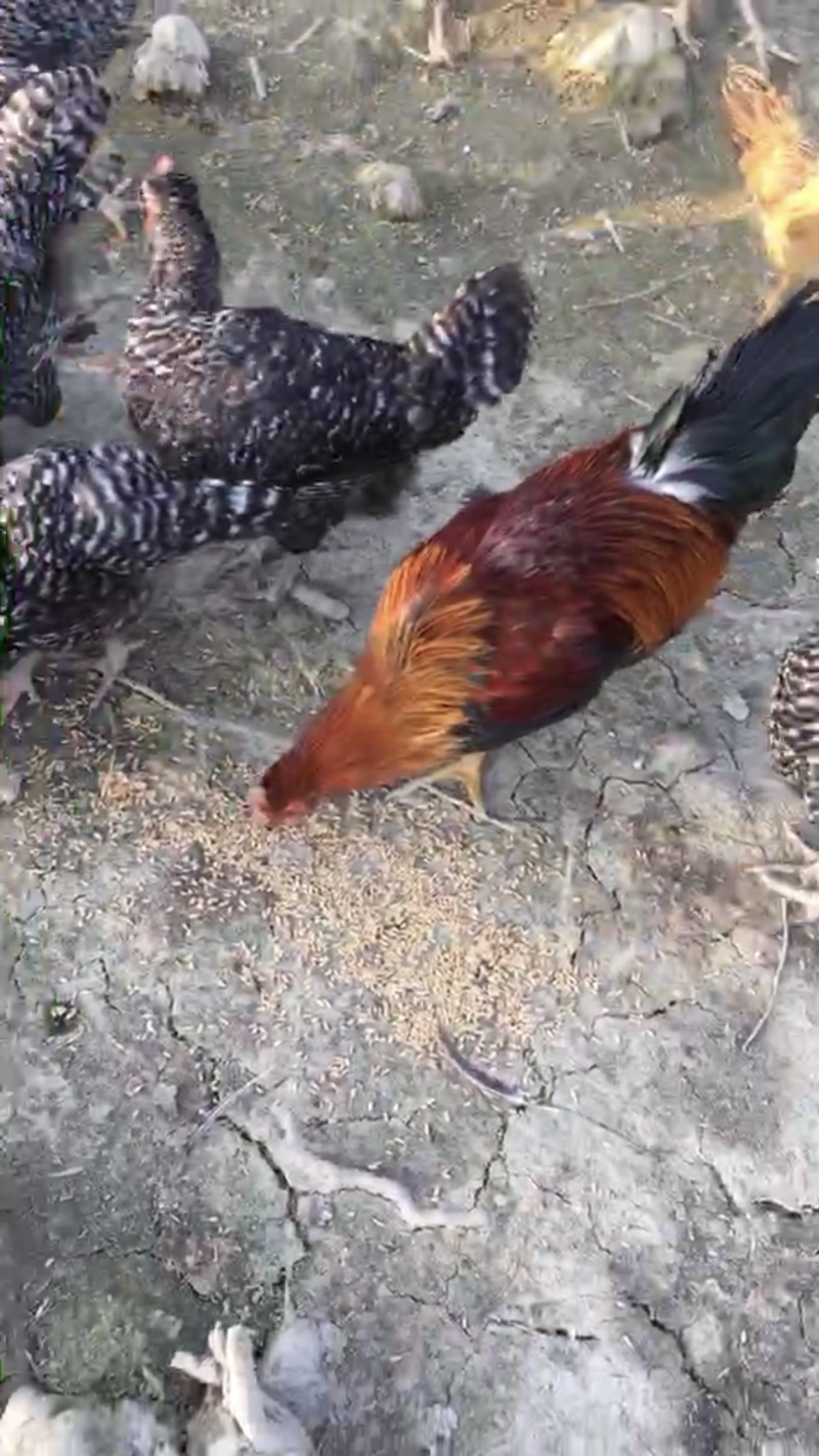 散养土鸡，芦花鸡，清远麻算鸡