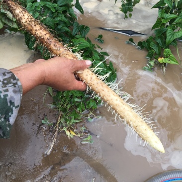 棒药新货，好条形好圆滚，口感好，口感好，纯沙地