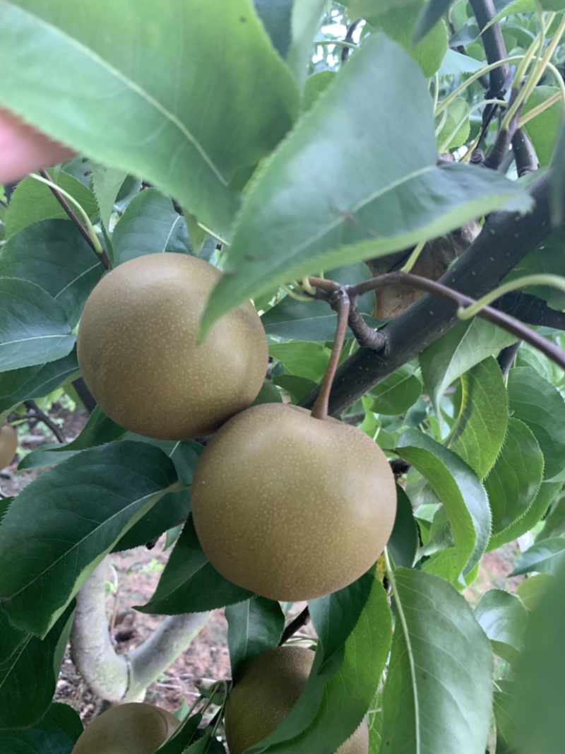 晚秋梨8月25号大量上市中