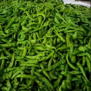山西大同阳高县鲜辣椒黄皮牛角黄皮羊角