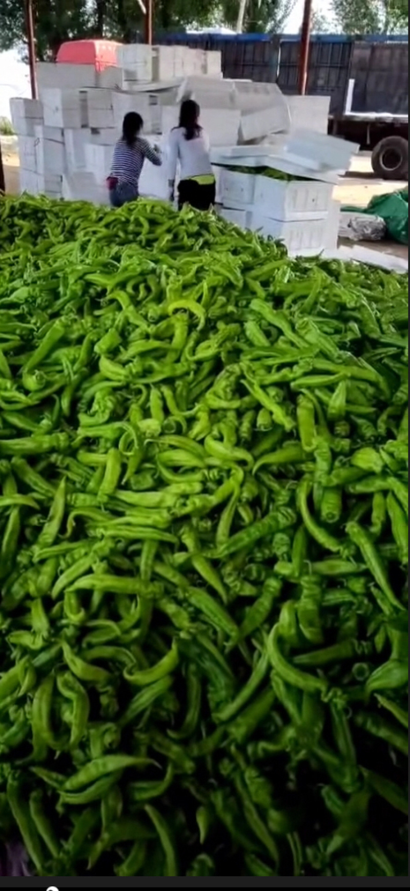 山西大同阳高县鲜辣椒黄皮牛角黄皮羊角