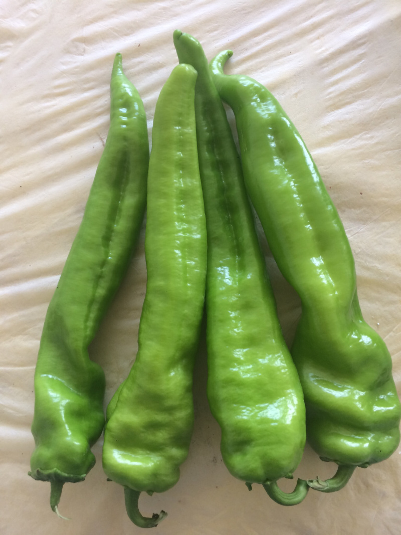山西大同阳高县鲜辣椒黄皮牛角黄皮羊角