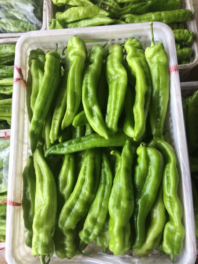 山西大同阳高县鲜辣椒黄皮牛角黄皮羊角