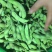 豆类毛豆青豆豌豆各种速冻食品