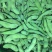 豆类毛豆青豆豌豆各种速冻食品
