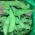 豆类毛豆青豆豌豆各种速冻食品