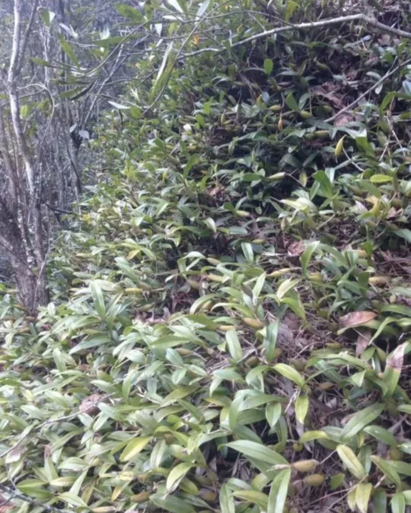 石仙桃「野生单叶」石橄榄小粒鲜货