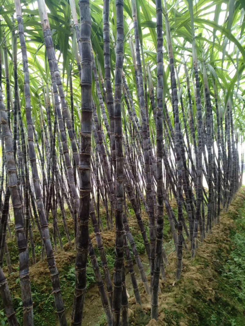 黑皮甘蔗产地直销，脆甜可口，质量保证，诚信交易