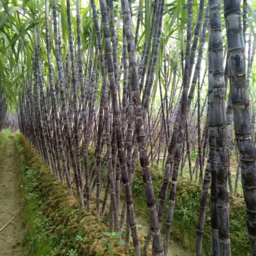 黑皮甘蔗产地直销，脆甜可口，质量保证，诚信交易