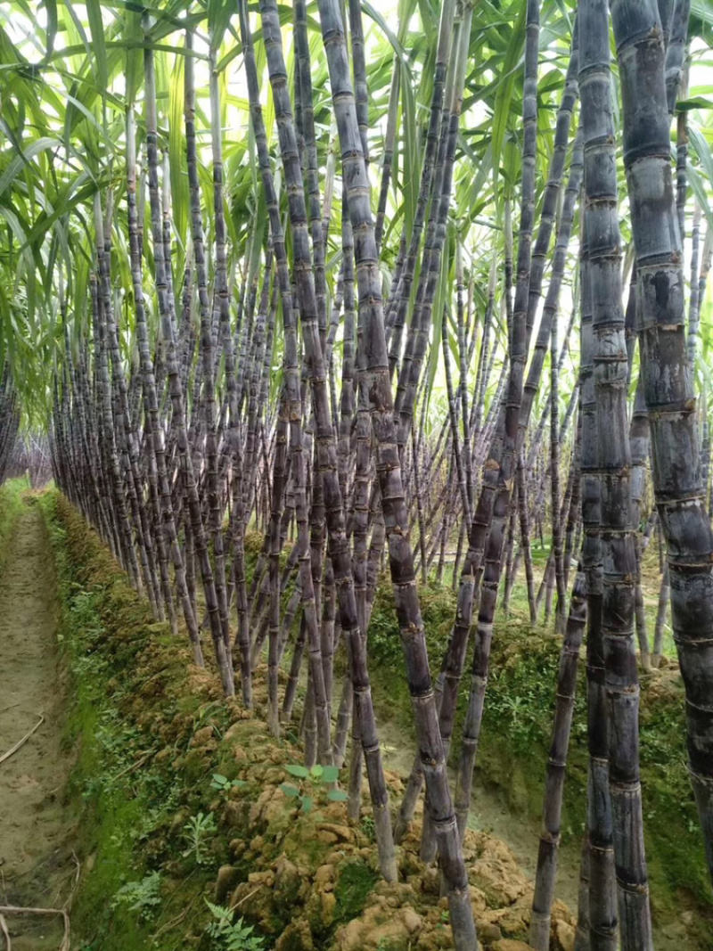 黑皮甘蔗产地直销，脆甜可口，质量保证，诚信交易