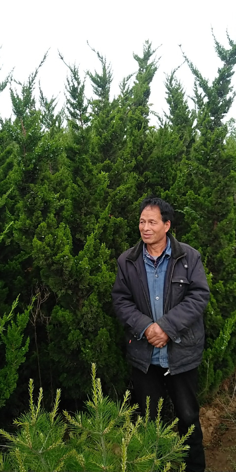 有2万左右塔柏侧柏龙柏