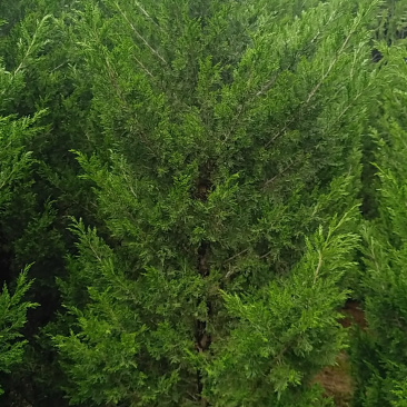 有2万左右塔柏侧柏龙柏