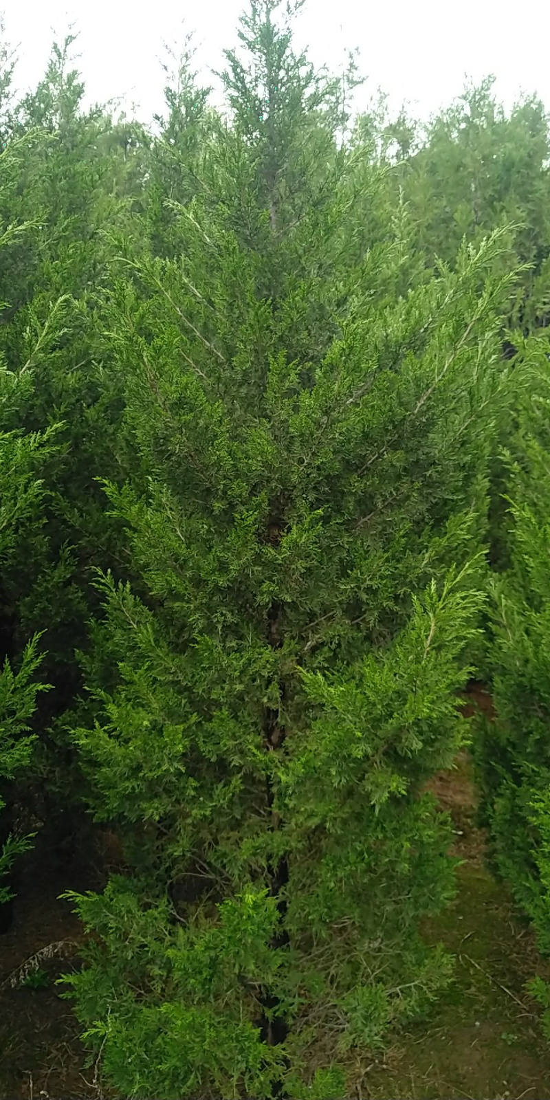有2万左右塔柏侧柏龙柏