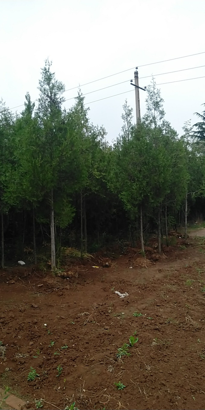 有2万左右塔柏侧柏龙柏