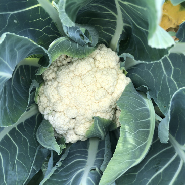 菜花现货，量大