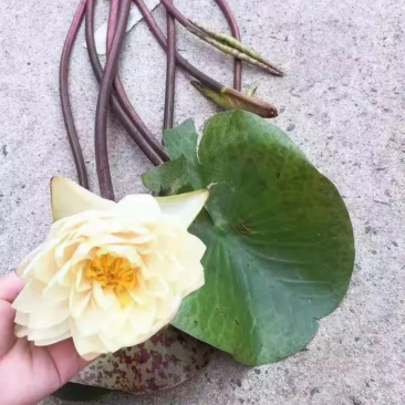 一手货源.多色水生睡莲.盆栽睡莲