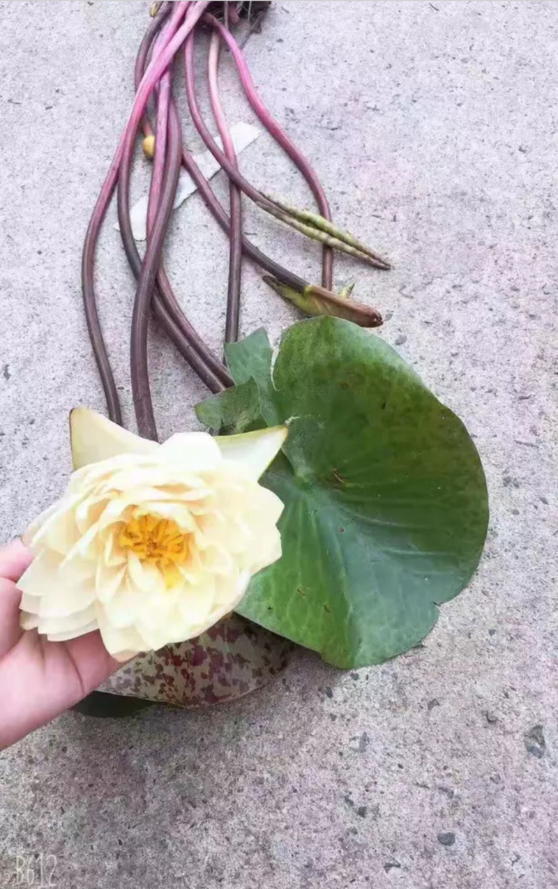 一手货源.多色水生睡莲.盆栽睡莲