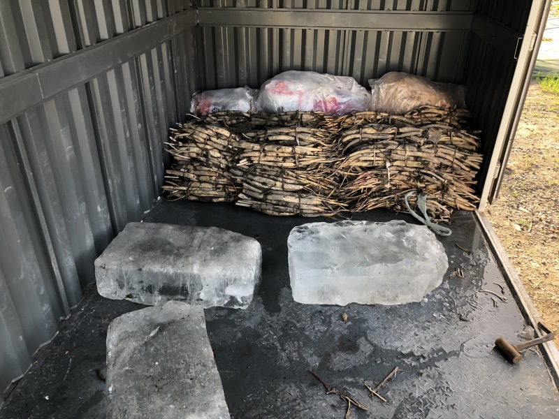 白洋淀野生荷花一手货源！