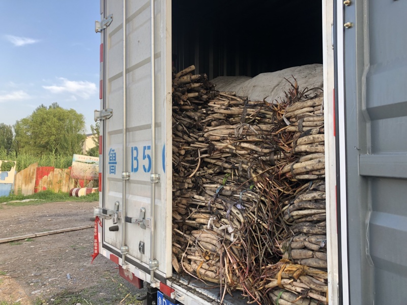 白洋淀野生荷花一手货源！