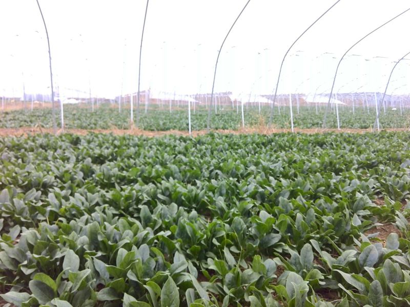 黑叶菠菜15~20厘米