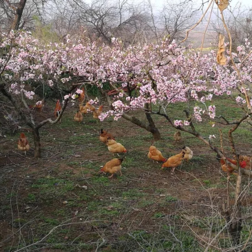 桃园土鸡，跑山鸡，散养土鸡，粮食土鸡