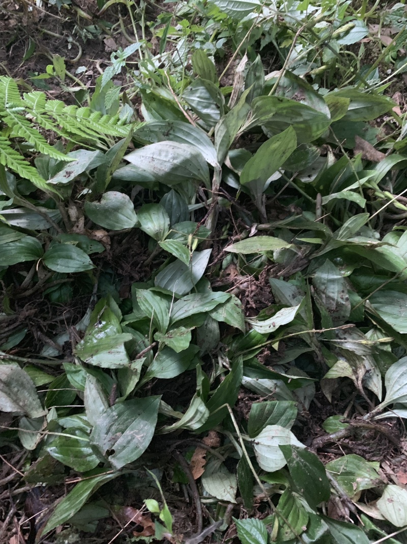 见血清「江西赣南野生」天然药引子