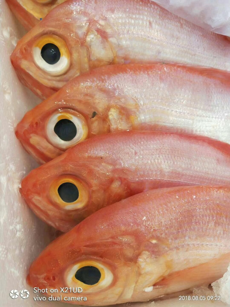 红皮刀加吉鱼钓口深海刺身鱼食材日式料理