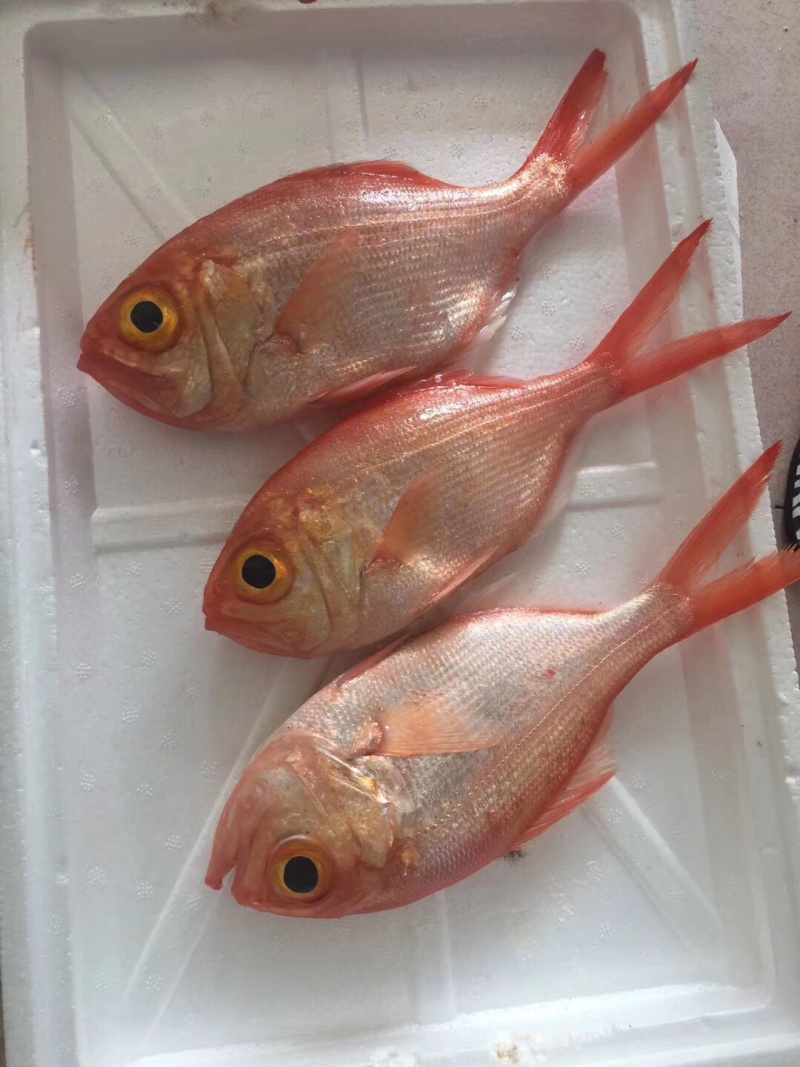 红皮刀加吉鱼钓口深海刺身鱼食材日式料理