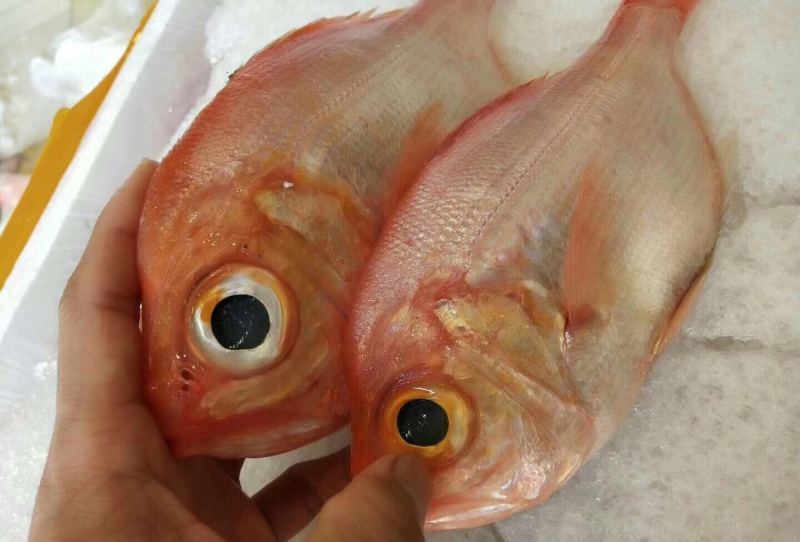 红皮刀加吉鱼钓口深海刺身鱼食材日式料理