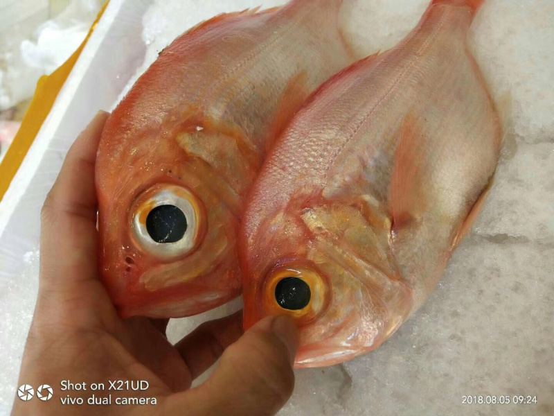 红皮刀加吉鱼钓口深海刺身鱼食材日式料理