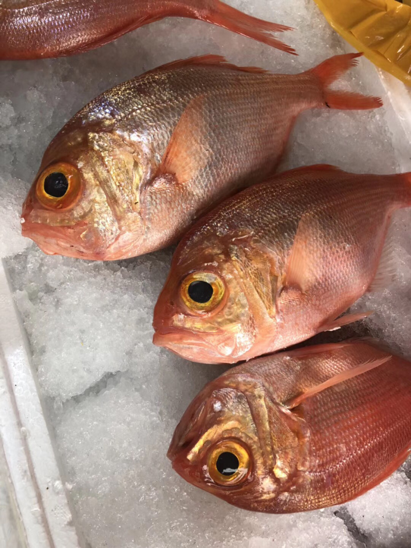红皮刀加吉鱼钓口深海刺身鱼食材日式料理
