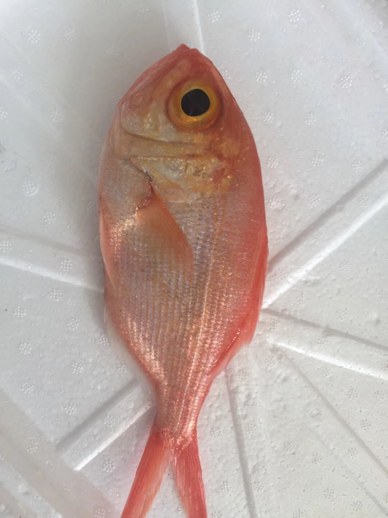 红皮刀加吉鱼钓口深海刺身鱼食材日式料理