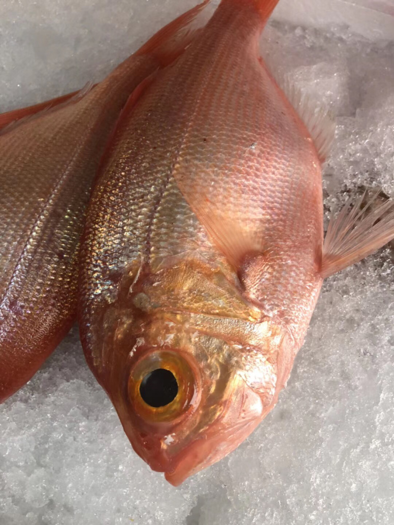 红皮刀加吉鱼钓口深海刺身鱼食材日式料理
