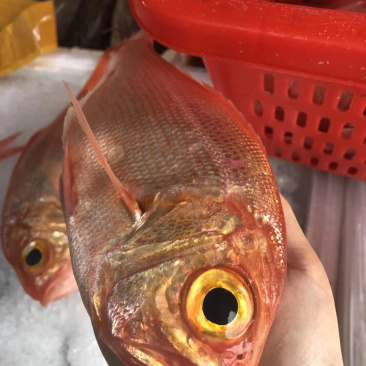 红皮刀加吉鱼钓口深海刺身鱼食材日式料理