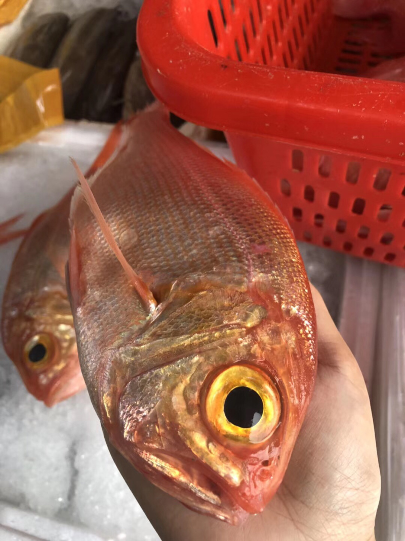 红皮刀加吉鱼钓口深海刺身鱼食材日式料理