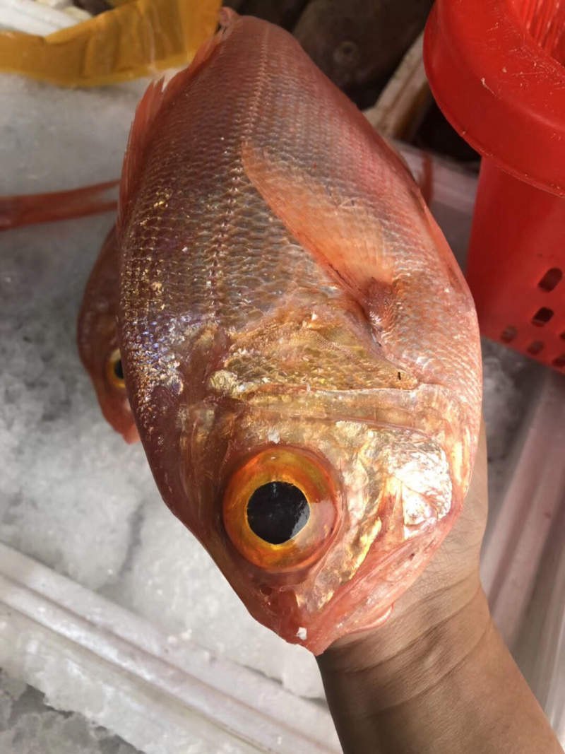 红皮刀加吉鱼钓口深海刺身鱼食材日式料理