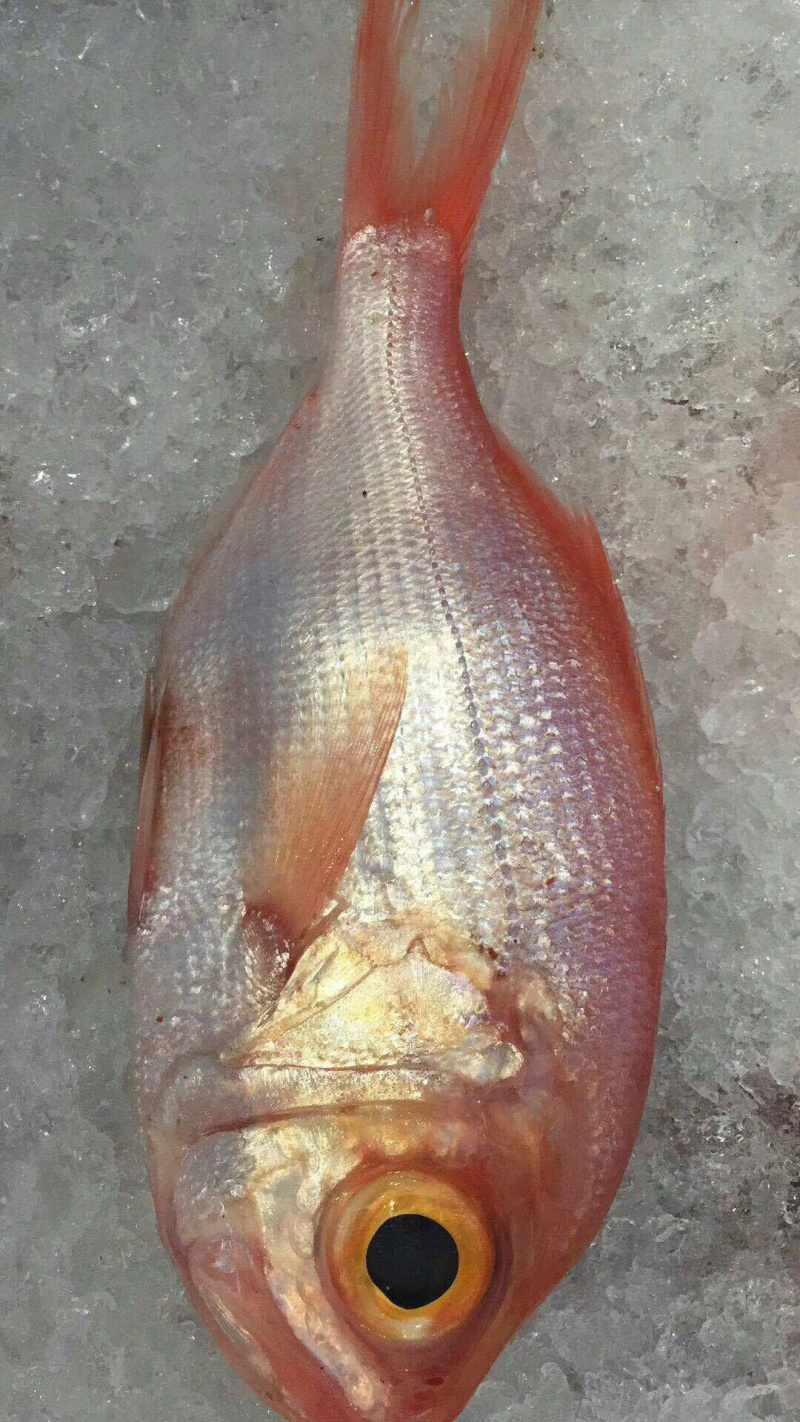 红皮刀加吉鱼钓口深海刺身鱼食材日式料理