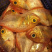 红皮刀加吉鱼钓口深海刺身鱼食材日式料理