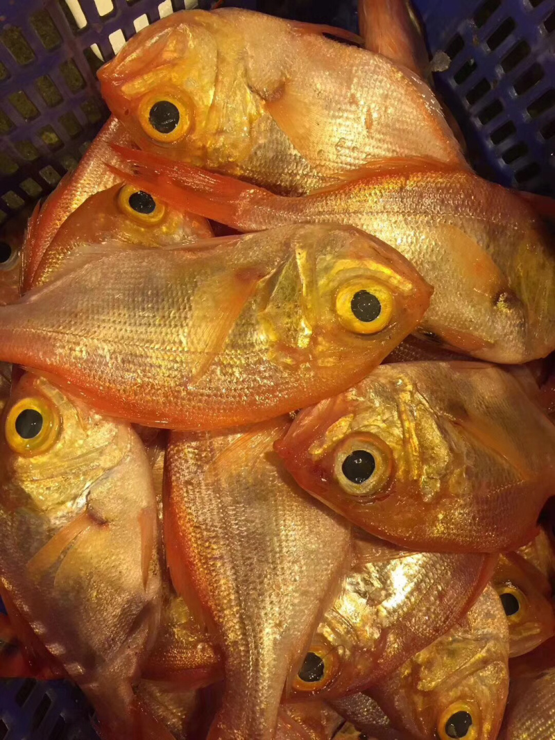 红皮刀加吉鱼钓口深海刺身鱼食材日式料理