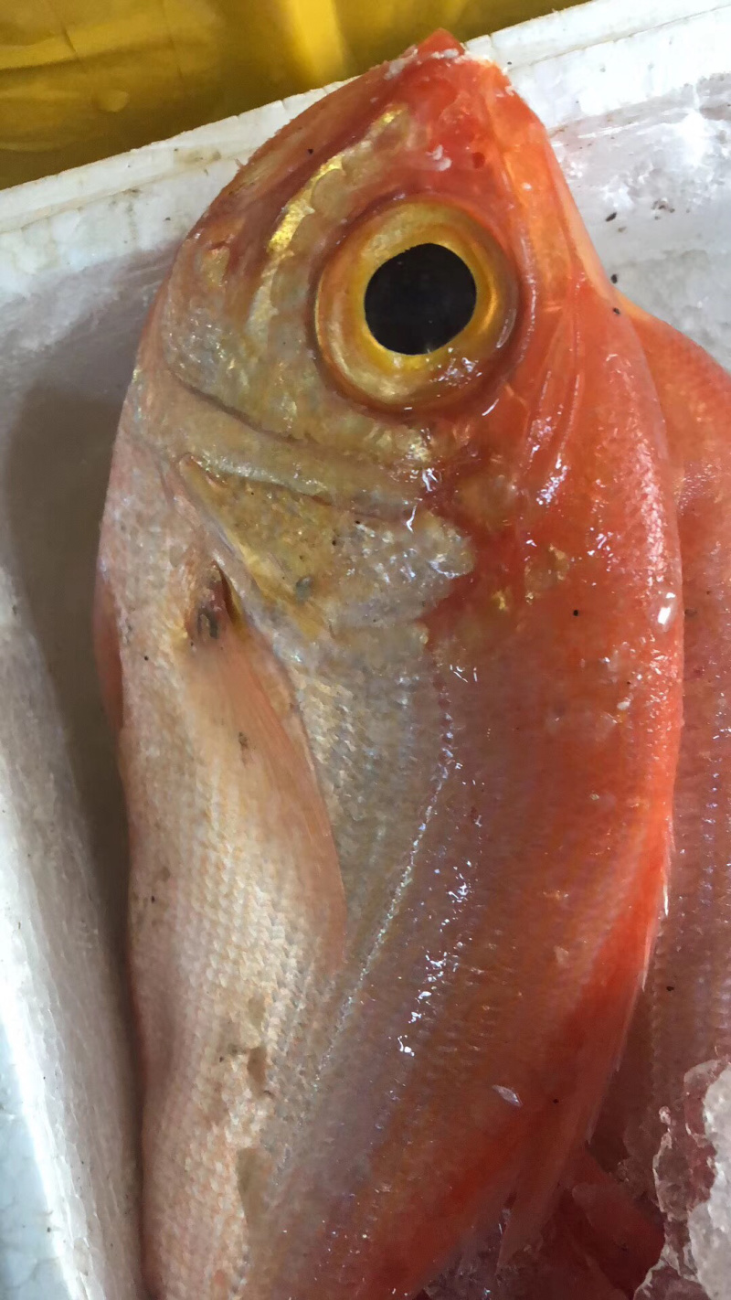 红皮刀加吉鱼钓口深海刺身鱼食材日式料理