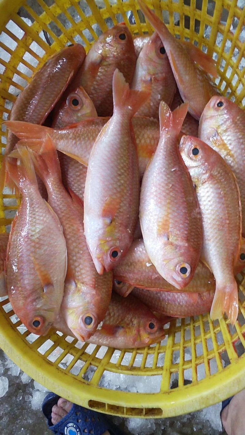 金菠萝金鲷鱼深海鱼钓口鱼野生日料食材大量供应