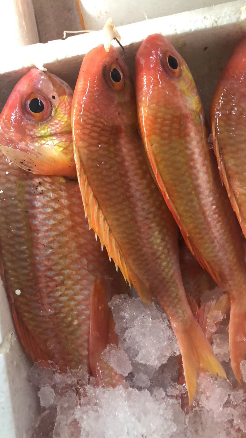 金菠萝金鲷鱼深海鱼钓口鱼野生日料食材大量供应
