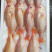 金菠萝金鲷鱼深海鱼钓口鱼野生日料食材大量供应