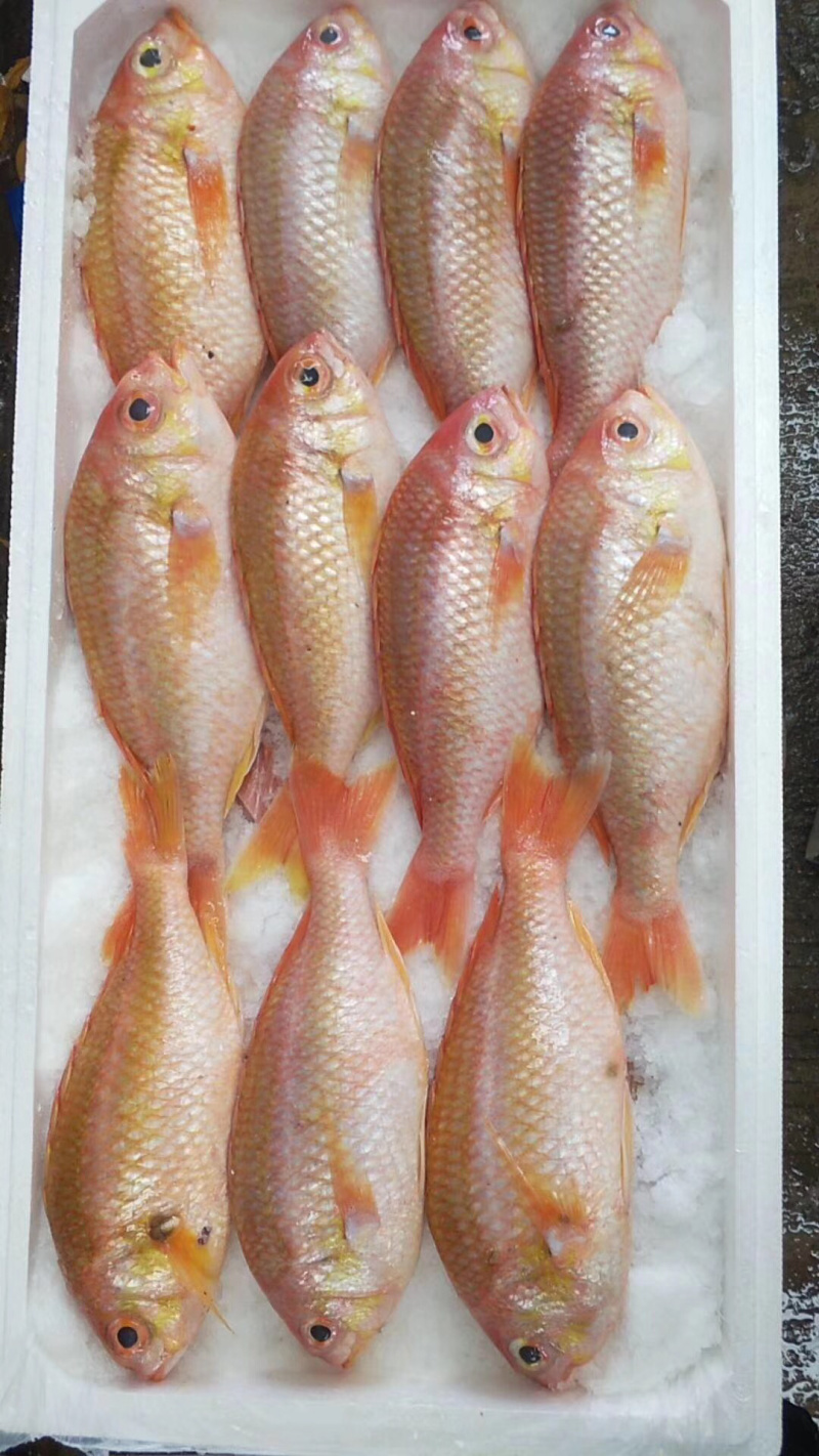 金菠萝金鲷鱼深海鱼钓口鱼野生日料食材大量供应